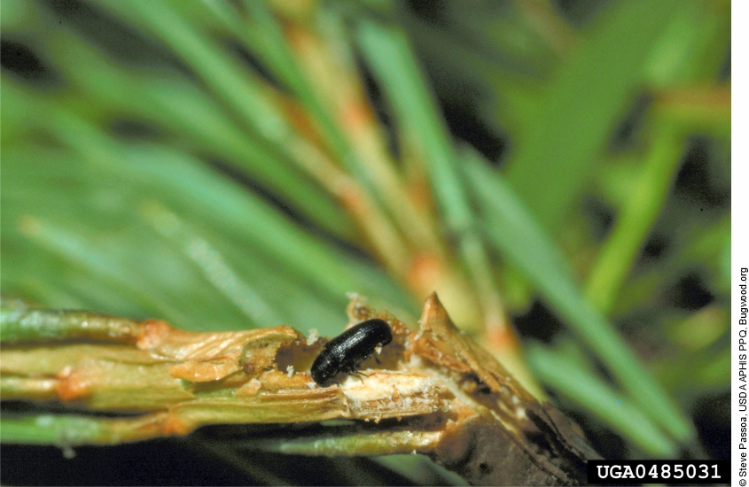 Adult Tomicus piniperda perforating a shoot