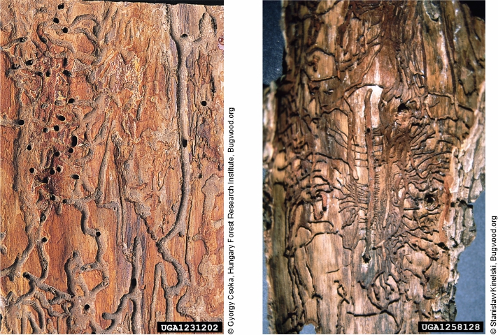 T. piniperda galleries carved into the bark