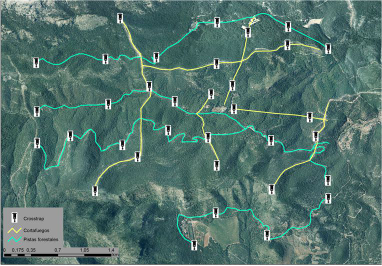 Example of installation of traps for the DETECTION AND MONITORING