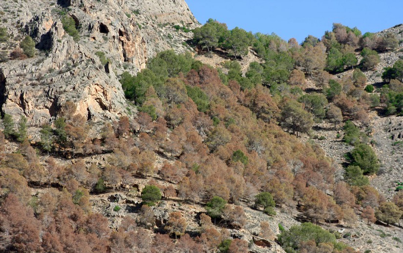 Pines affected by Tomicus sp.