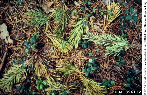 Branchlets perforated by T.piniperda and blown down by the wind